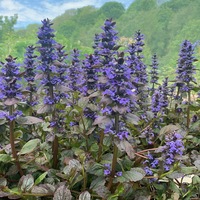Ajuga reptans 'Catlin's Giant'